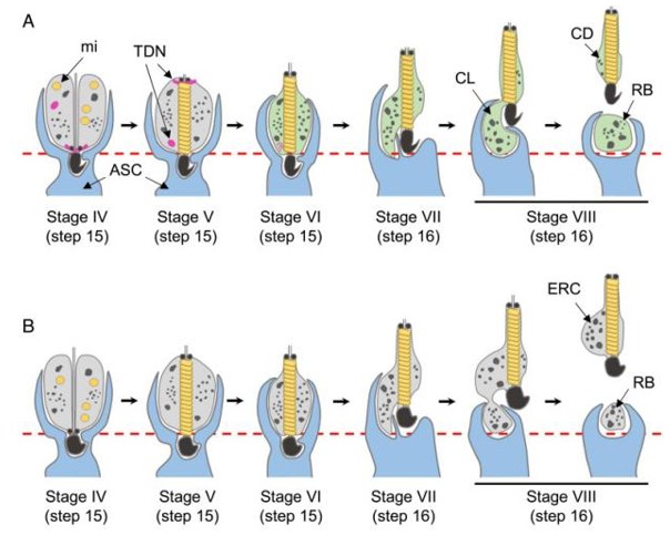 Fig. 1 TSKS functions in spermiation.