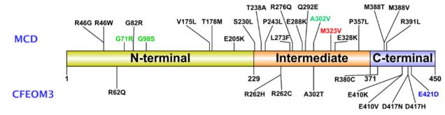 Fig. 1 Schematic diagram of deleterious variants in TUBB3 functional domains.