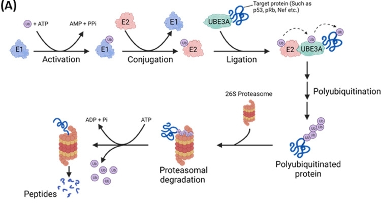 Fig. 1:Schematic representation of polyubiquitination process by UBE3A ligase containing HECT domain.