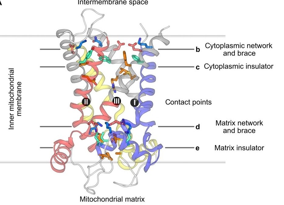 Fig. 1:Lateral view of UCP1 with the salt bridge network, braces, and insulator layers.
