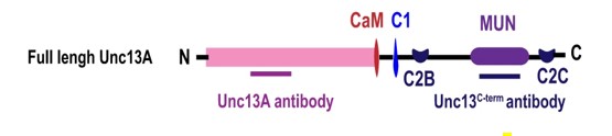 Fig. 1 Schematics of full-length Unc13A.