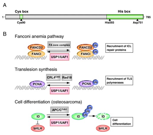 Fig. 1 USP1 Domain structure and summary of the cellular functions of the USP1/UAF1 complex. (OA Literature)