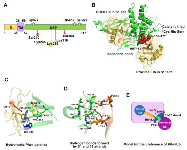 Fig. 1 Structure, regulation, and molecular characteristics of USP30. (OA Literature)