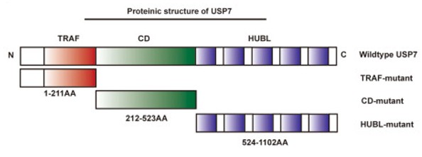 Fig. 1 Schematic illustration of the protein structure of USP7. (OA Literature)