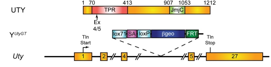 Fig. 1:Mouse mutation in Uty.