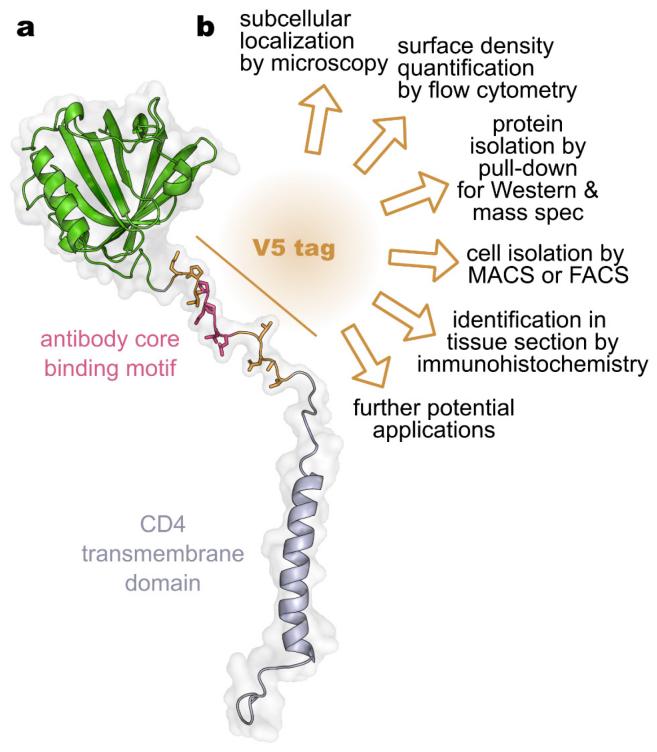 Fig. 1:V5-tagged synthetic protein for molecular imaging.