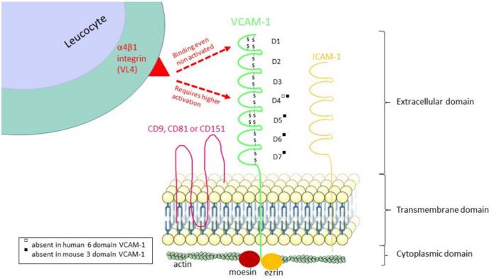 Fig. 1 The structure of VCAM-1 and its α4β1 integrin binding regions.