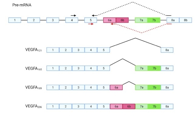 Fig. 1:Schematic representation of the VEGFA gene and four of its known isoforms.