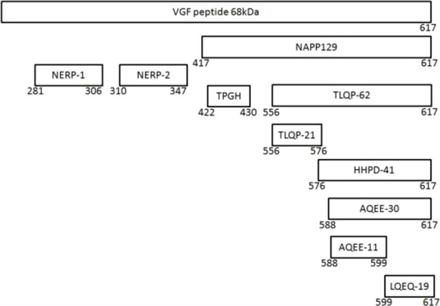 Fig. 1:The VGF and its derived peptides.