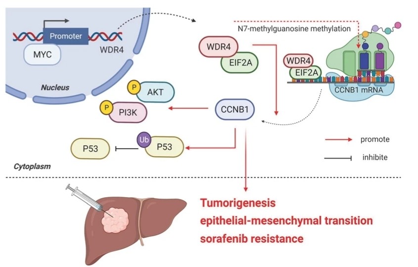 Fig. 1:Model of the regulatory mechanisms of WDR4 in HCC.