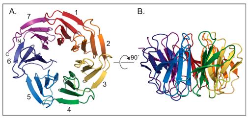 Fig. 1 WDR5 is a seven bladed β-propeller protein.