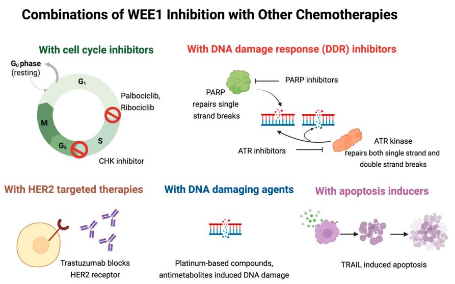 Fig. 1:WEE1 inhibitors combined with other agents in preclinical models.