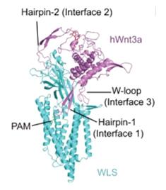 Fig. 1 Overall structure of WLS-Wnt3a complex.