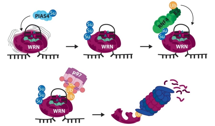 Fig. 1:Targeted proteasomal degradation of trapped WRN upon treatment with WRNi.