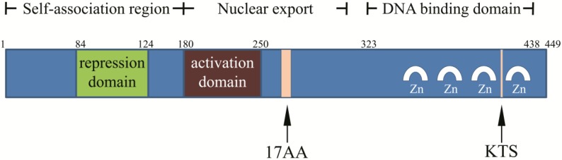Fig. 1:Structure of WT1 protein.