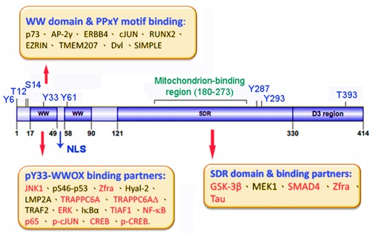 Fig. 1 WWOX binds proteins via its N-terminal WW and C-terminal SDR domains. (OA Literature)