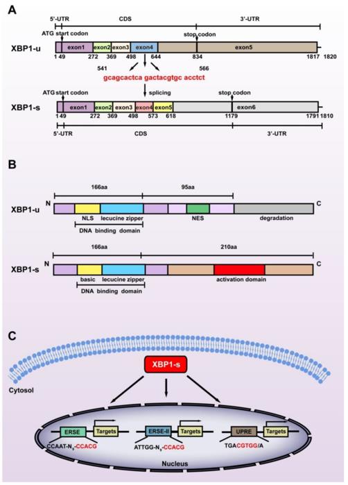 Fig. 1 Structural differences between the two splicing isoforms of XBP1.