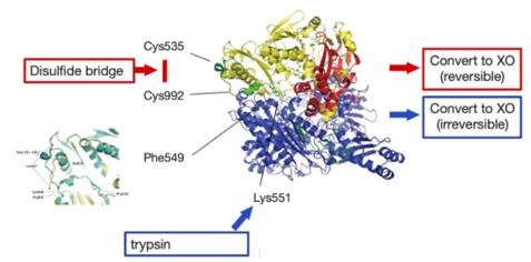 Illustration of the mechanism of conversion from XDH to XO.