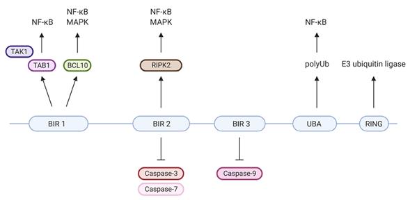 Fig. 1 XIAP's protein domains and their individual specific protein interactions and functions.