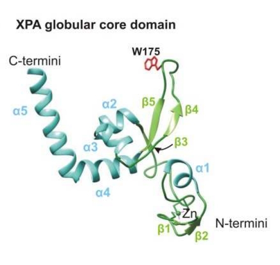 Structure of the XPA Core Domain.
