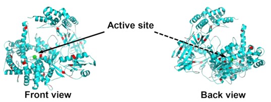 Fig. 1 Front and back view of XRN1 with lysine groups highlighted in red (OA Literature)
