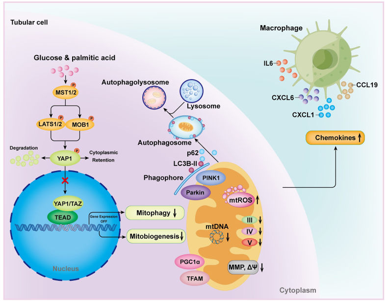 Fig. 1:YAP1 Dysfunction: Driving Diabetic Kidney Disease Progression.