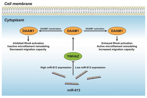 Fig. 1 YWHAZ interacts with DAAM1 and is essential for its molecular function.