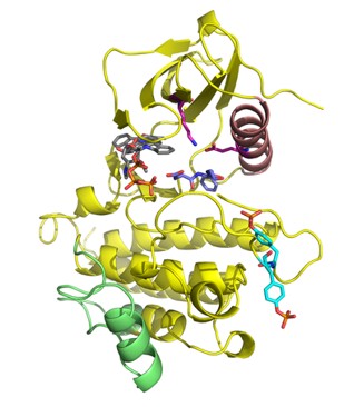 Fig. 1 Overview of ZAP–70 kinase domain.