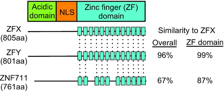 Fig. 1:The ZFX gene family.