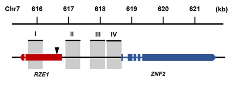 Fig. 1:The diagram of the RZE1-ZNF2 genomic region in XL280.