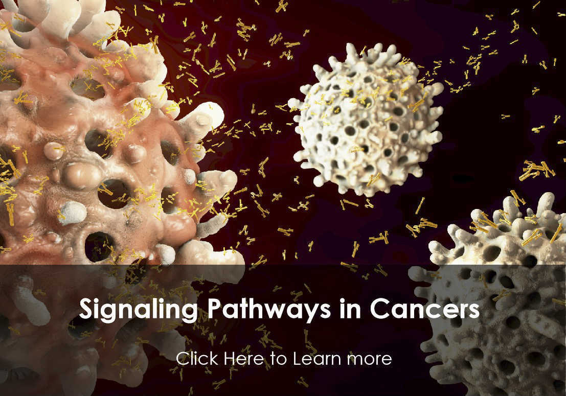 Fig.3 Signaling pathways in cancers. (Creative Biolabs Authorized)