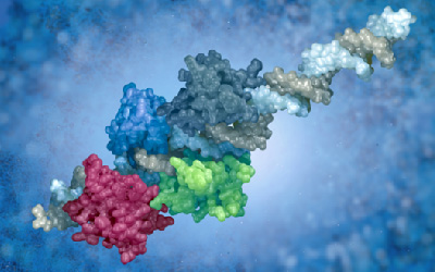 Post-Translational Modification (PTM)