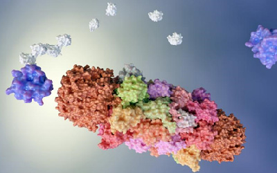 Ubiguitin Proteosome